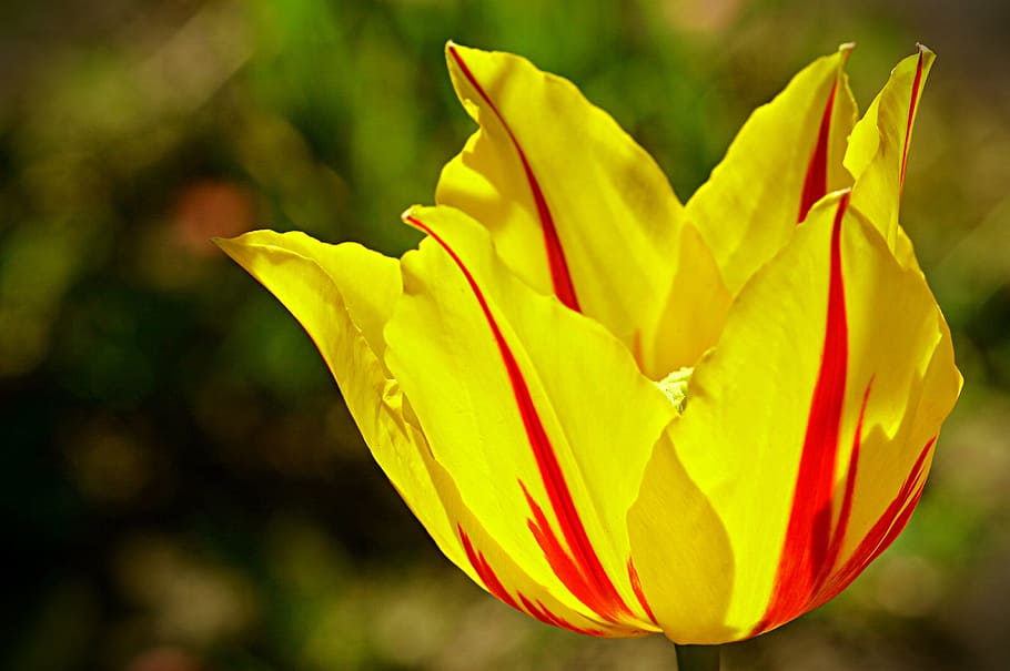 Tulip, Tabby, Spring, Flower, petal, yellow, flower head, no people HD wallpaper