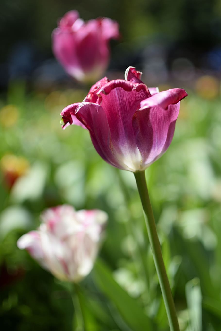 tulip, flower, blooming, spring, nature, floral, summer, fresh HD wallpaper