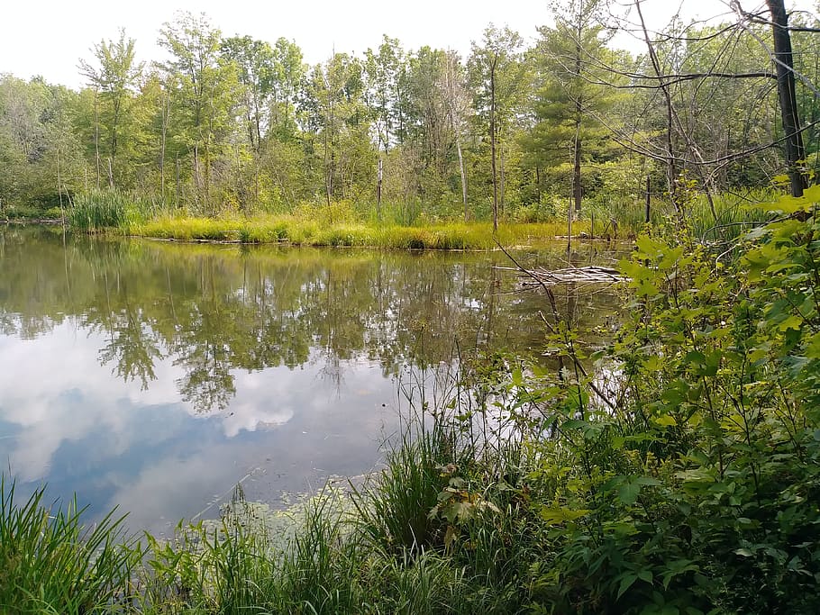 pond, nature, reflection, plant, tree, water, tranquility, tranquil scene HD wallpaper