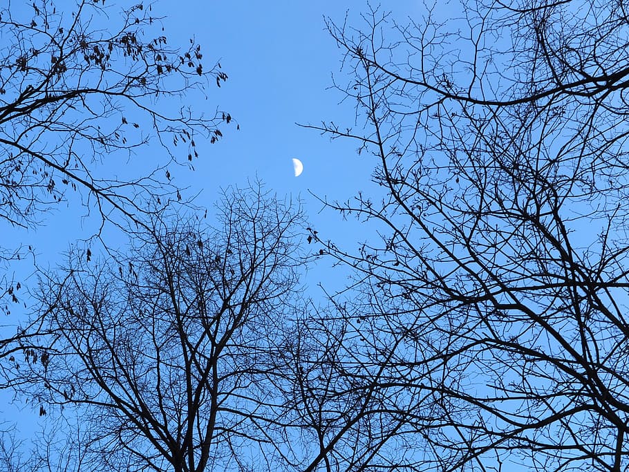 trees, aesthetic, branches, canopy, forest, silhouettes, moon HD wallpaper