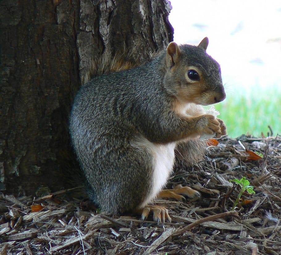 squirrel, common squirrel, eating, nut, grass, ground, furry HD wallpaper