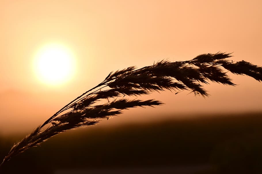 Grass, Back Light, Light, Red, Sunrise, close, contrast, contour HD wallpaper