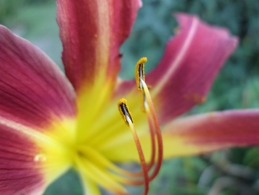 Flower, Pollen, Yellow, Garden, red, floral, spring, nature HD wallpaper