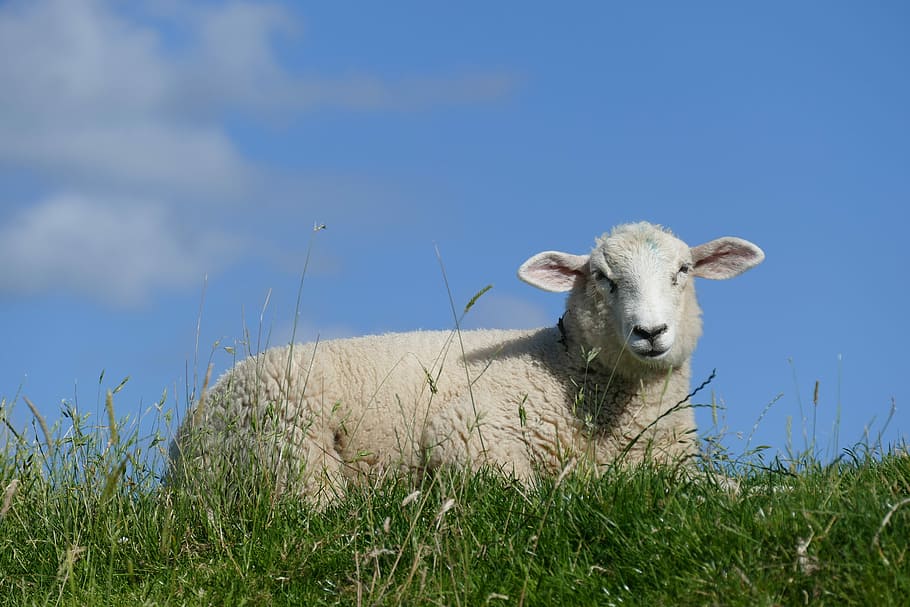 sheep, summer, dike, schäfchen, lamb, grass, animal, livestock HD wallpaper