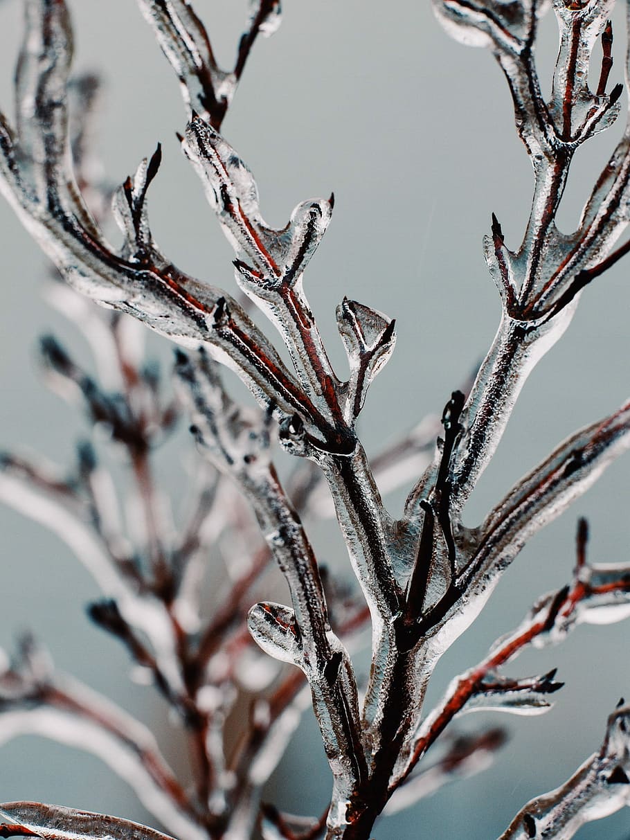 selective focus photography of frozen plant, tilt-shift lens photography of ice on stem HD wallpaper