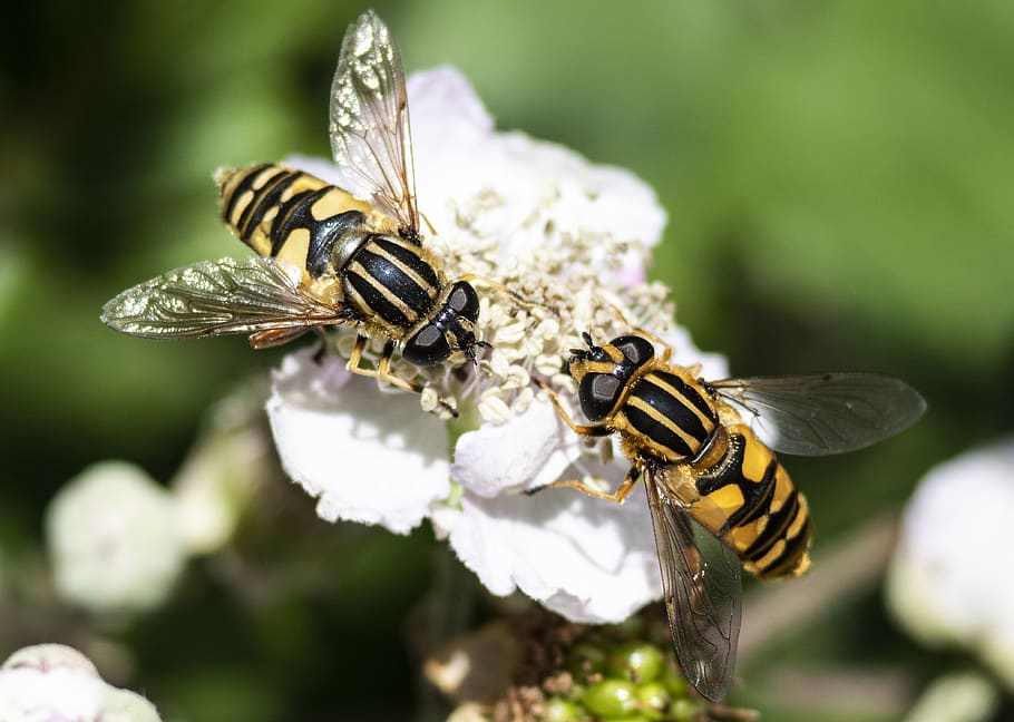 insect, bramble, nature, hover, fly, wings, yellow, detail HD wallpaper