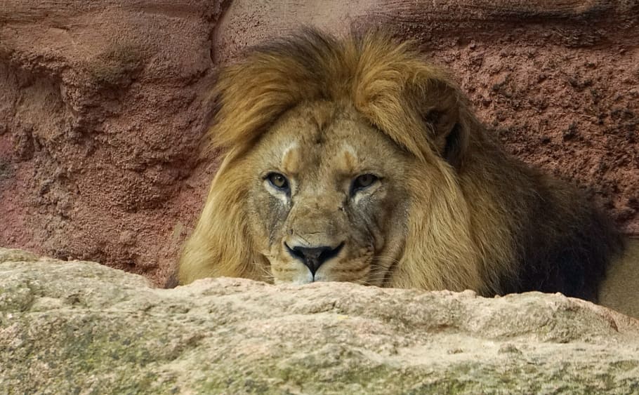 lion, mane, head, predator, cat, king, animal wildlife, animals in the wild HD wallpaper