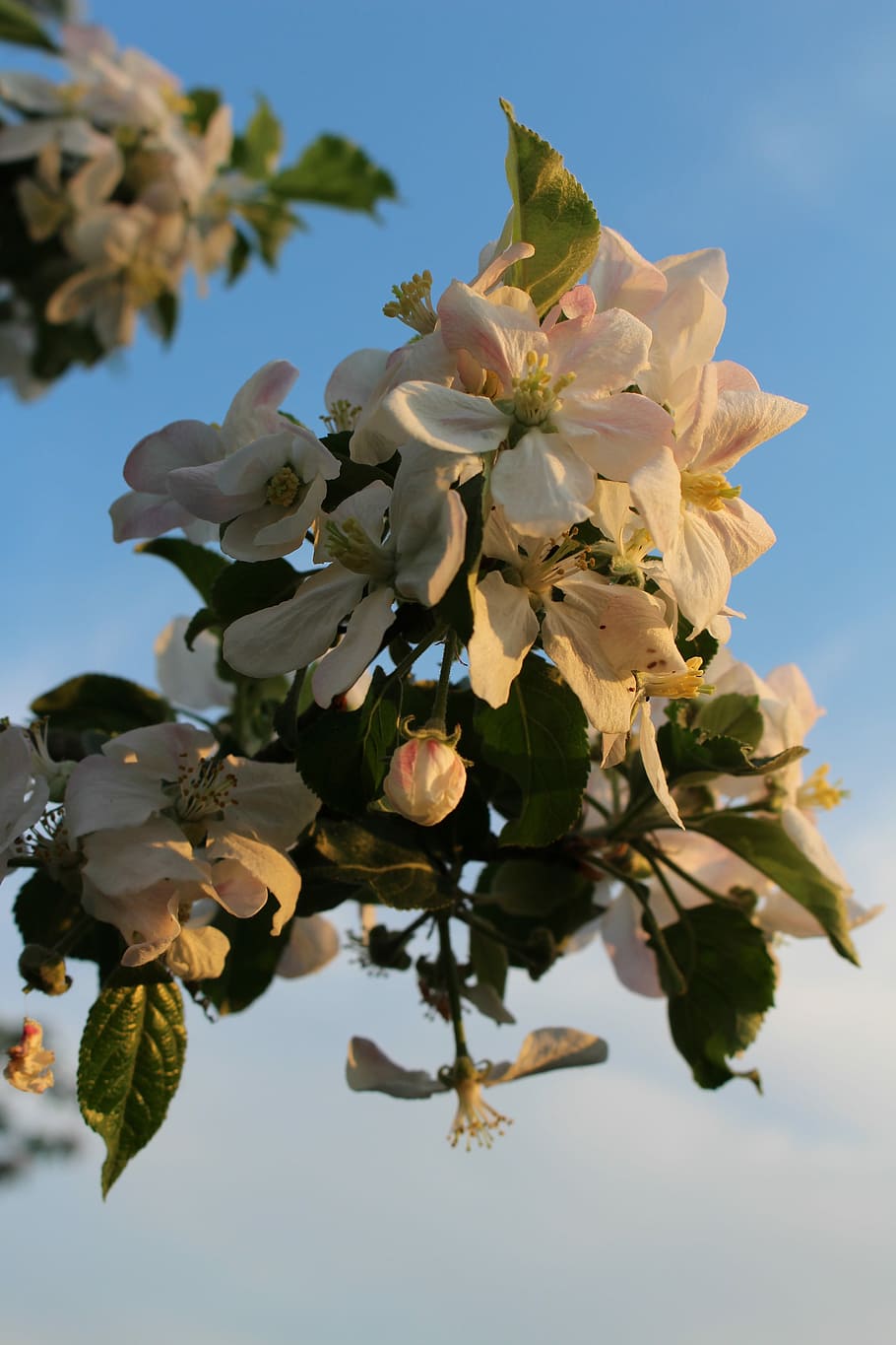 Apple Tree, Blossom, Bloom, White, spring, fruit tree, apple tree blossom HD wallpaper