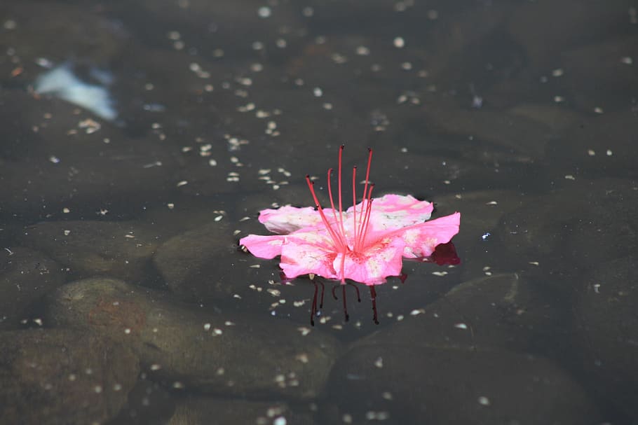 Flower, Pink, Water, Reflection, Petals, zen, delicate, pink color HD wallpaper