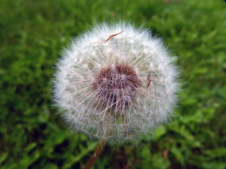 ripe, fruit, dandelion, flower, plant, nature, flowering plant HD wallpaper