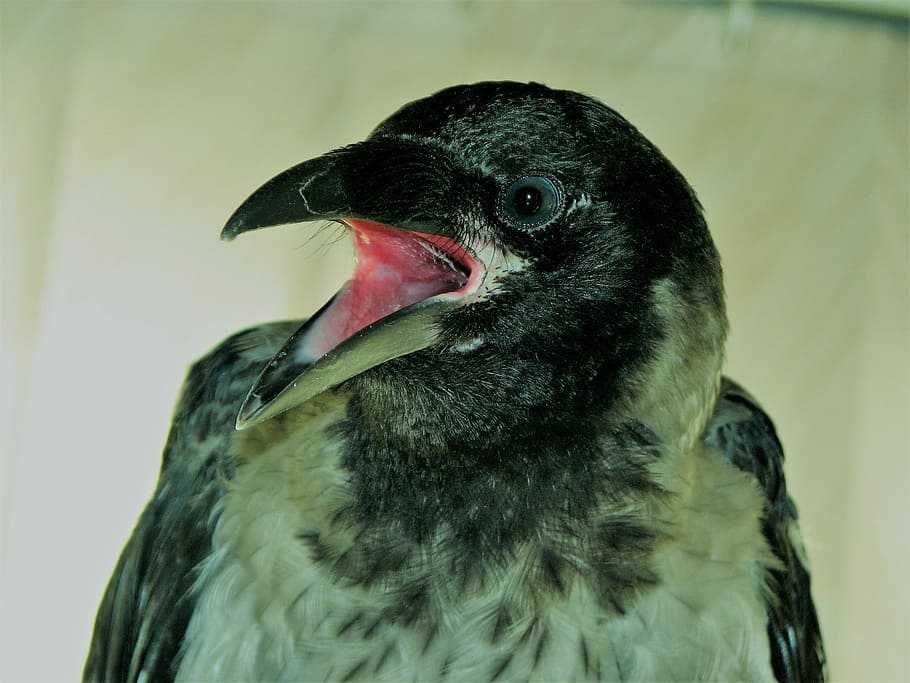 Beak, Crow, Eat, Bird, Nature, one animal, animal themes, animal wildlife HD wallpaper