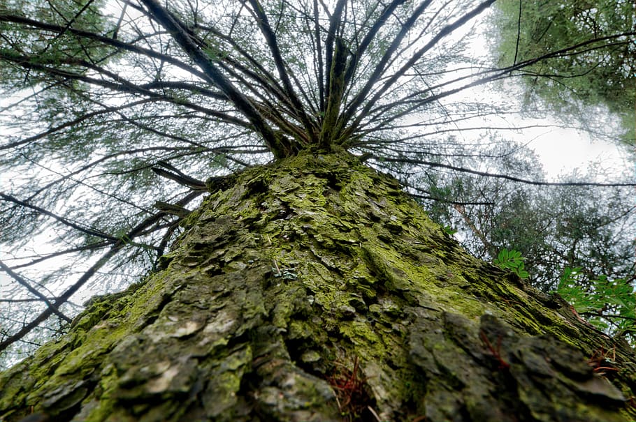 nature, forest, trees, moss, bark, branch, daylight, environment HD wallpaper