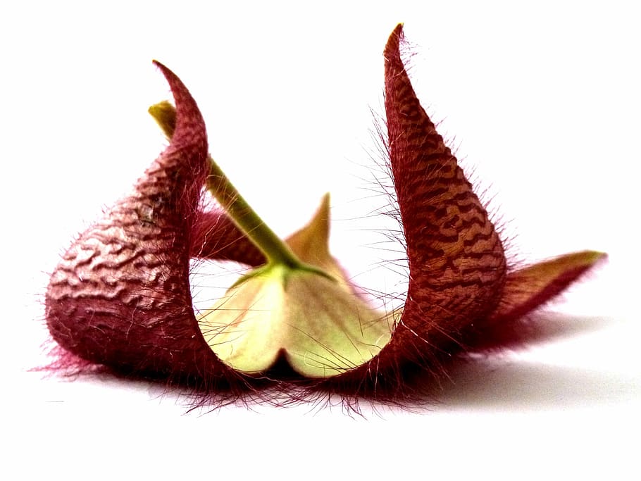 stapelia, plant, flower, surprise, riddle, red, nature, barb