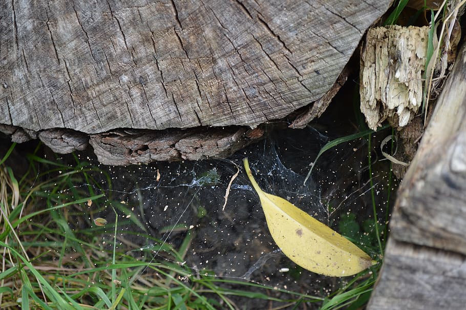 spider, web, spiderweb, danger, trap, animal, plant, nature HD wallpaper