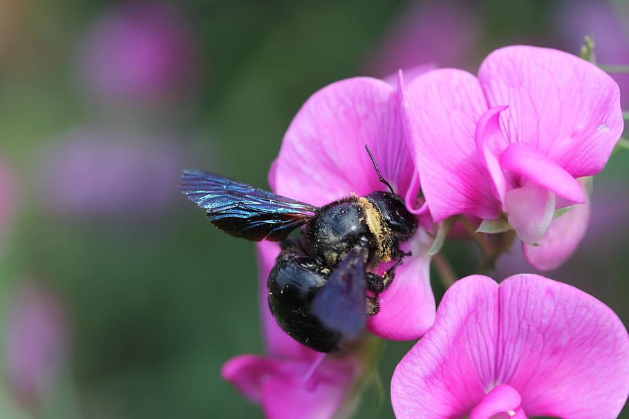 insect, carpenter bee, flower, flowering plant, invertebrate HD wallpaper