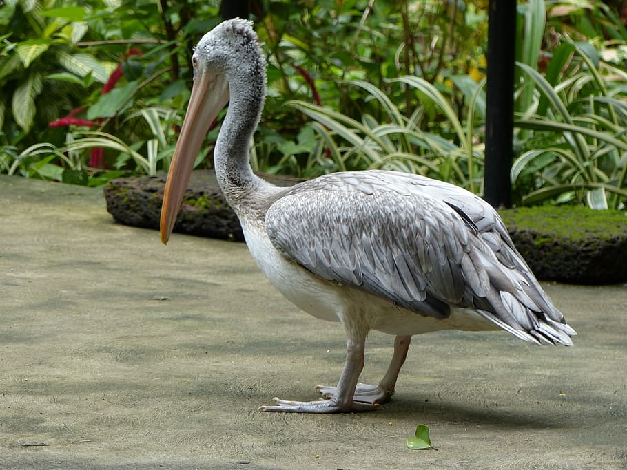 Pelican, Nature, Bird, one animal, animal wildlife, beak, animals in the wild HD wallpaper