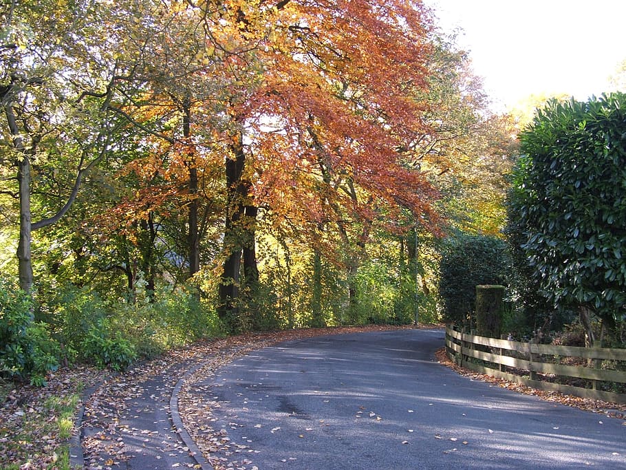 trees, road, path, street, leaves, leaf, autumn, fall, cold HD wallpaper
