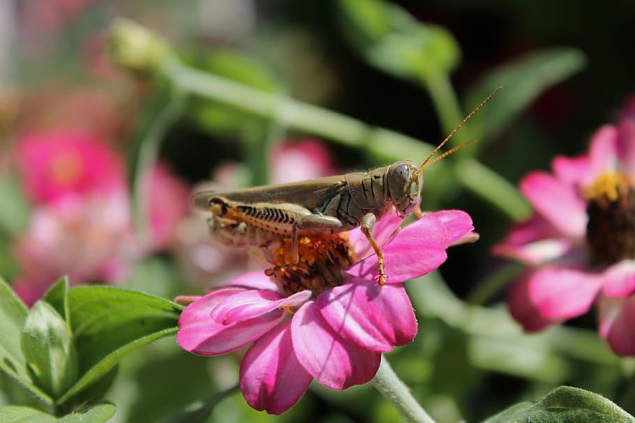 grasshopper, flower, nature, insect, garden, botanic, locust HD wallpaper