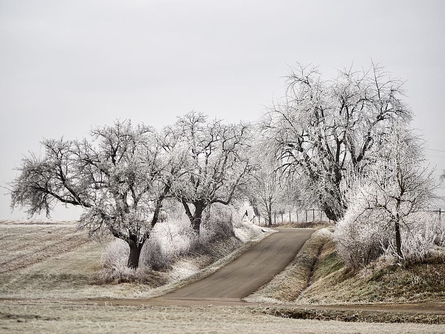 winter, magic, wintry, forest, snow, cold, landscape, frost HD wallpaper