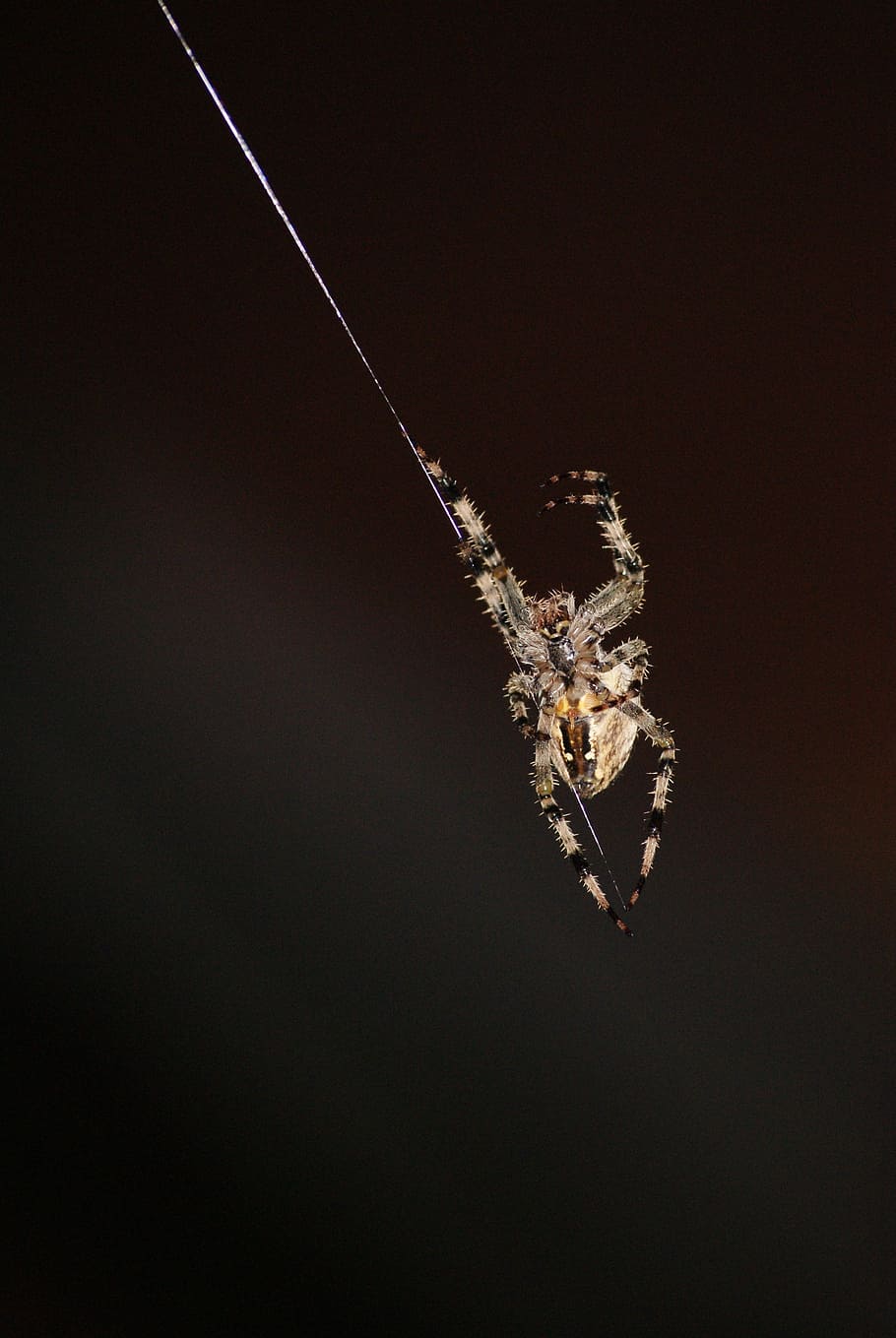 spider, araneus, hotel, cobweb, dance, nature, no people, close-up HD wallpaper