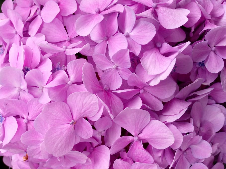 purple petaled flowers, hydrangea, texture, pink color, large group of objects HD wallpaper