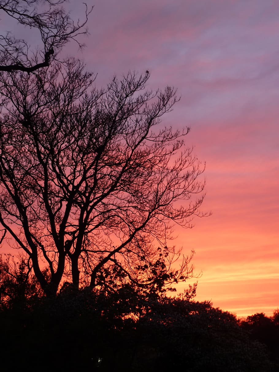 sky, sunset, evening, tree, silhouette, plant, beauty in nature HD wallpaper