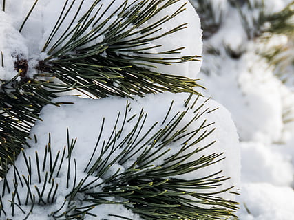 Snow, green, pine, pine leaves, Macro, Nature, Trees, Weather HD wallpaper
