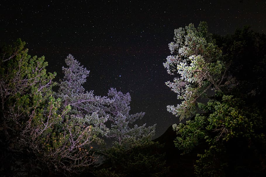 purple and green leafed trees illustration, photography of green leaf trees during nighttime HD wallpaper