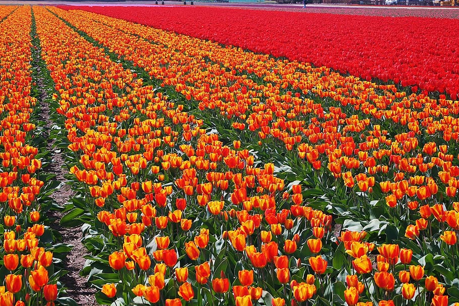 Tulips, Bulb, Netherlands, Spring, agriculture, in a row, orange color HD wallpaper