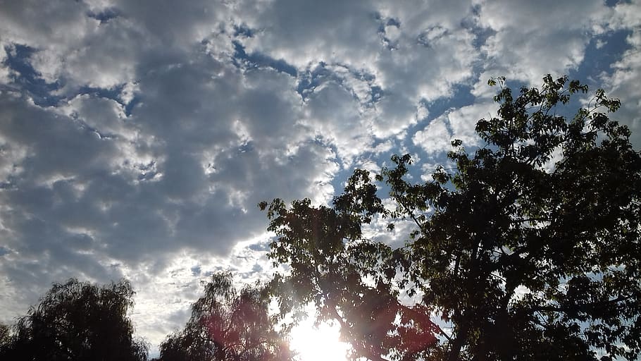 sky, clouds, day, cumulus, tree, cloud - sky, plant, low angle view HD wallpaper