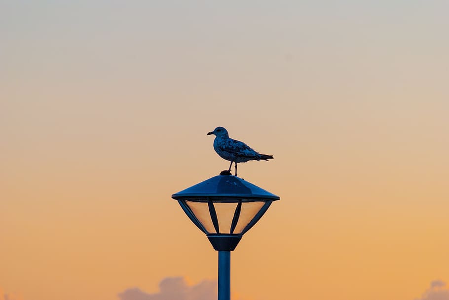 Cloud, Dusk, Harbour, Light, Orange, seagull, shore, silhouette HD wallpaper