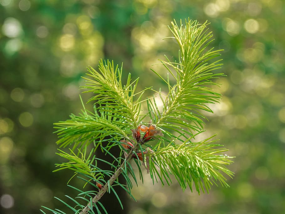 tree, branch, forest, sunlight, plant, growth, green color HD wallpaper