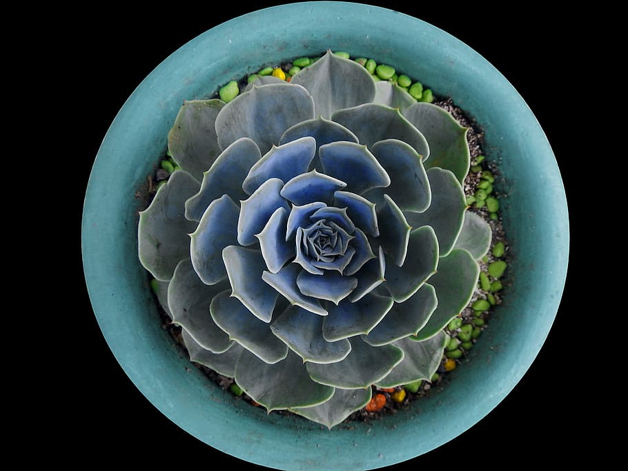 flat lay photography green echeveria succulent in teal pot, cyan, HD wallpaper