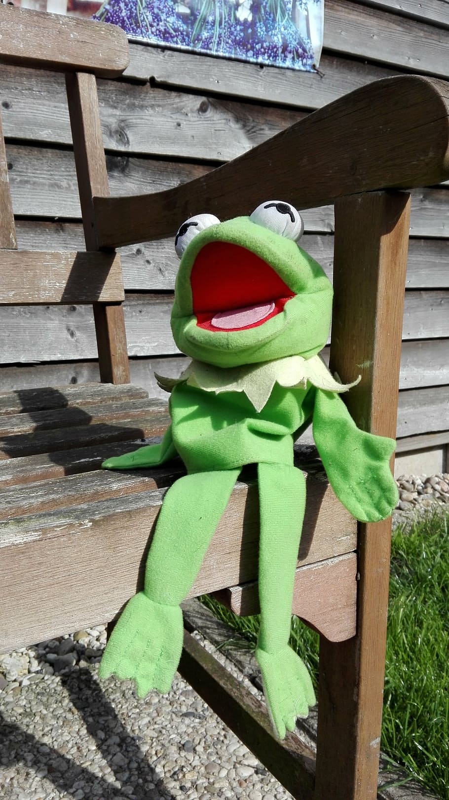 frog, singing, pop, garden, green, nature, wood - material HD wallpaper