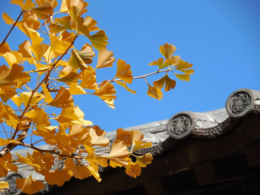Ginko tree under clear sky, ginkgo, leaves, fall, autumn, golden