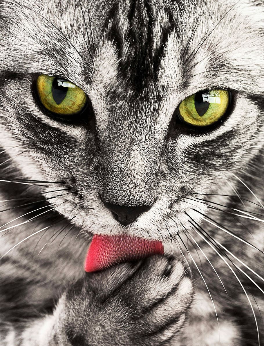 grey cat licking it's paw in closeup photography, tabby, close-up, HD wallpaper