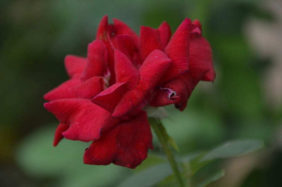 rose, red, flowers, flowering plant, beauty in nature, petal HD wallpaper