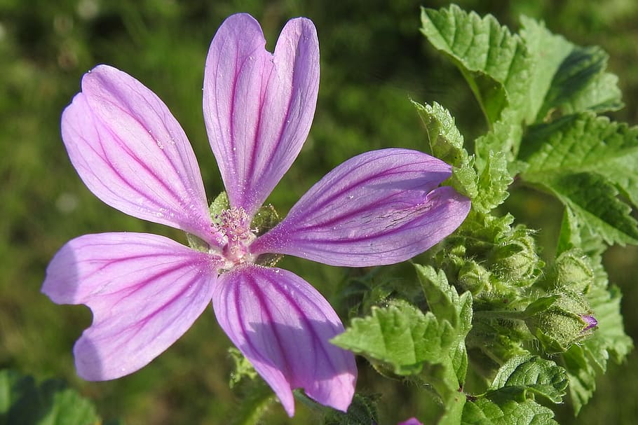 wild mallow, pointed flower, wild flower, malva sylvestris var, HD wallpaper