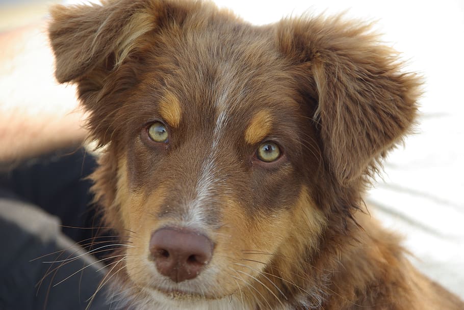 long-coated brown puppy, dog, australian shepherd, pet, animal portrait, HD wallpaper