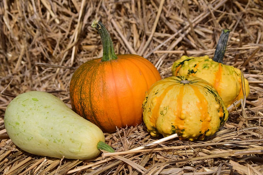 Pumpkin, Straw, Yellow, autumn, red, gourd, rural, agriculture HD wallpaper