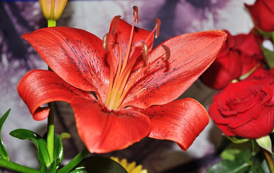 lily, red, flower, flowering plant, beauty in nature, freshness HD wallpaper