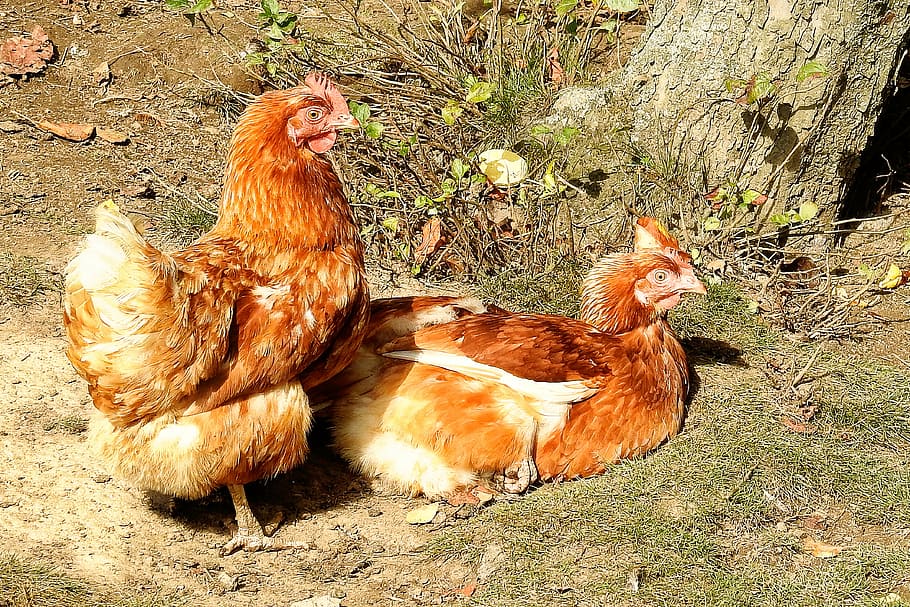 chickens, rest, poultry, livestock, the midday sun, animal HD wallpaper