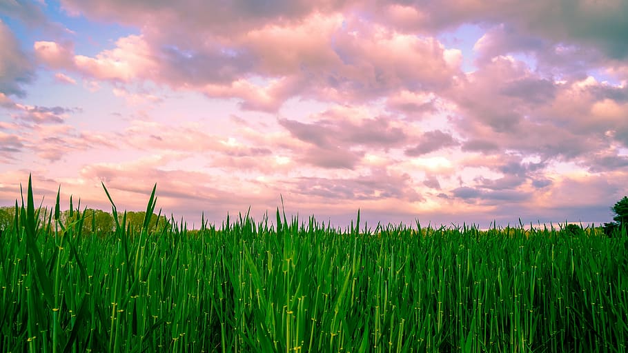 panoramic, dawn, lawn, field, nature, sky, landscape, segovia HD wallpaper