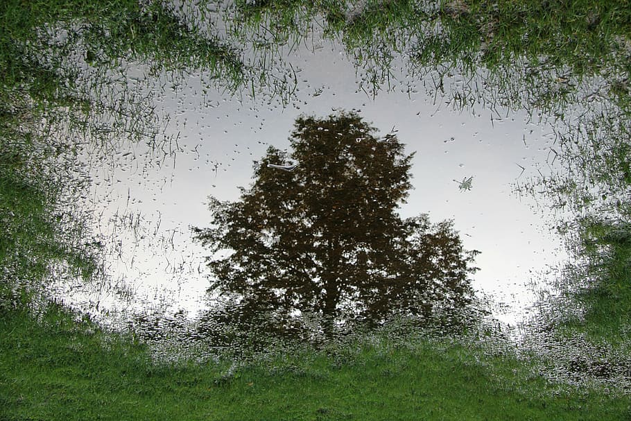 painting of green trees, puddle, mirroring, nature, meadow HD wallpaper