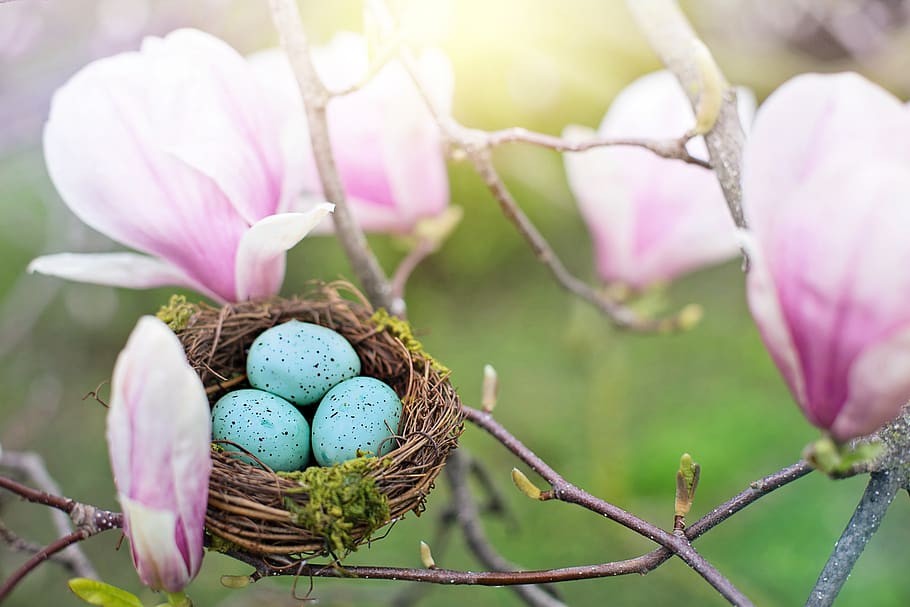 nest, robin eggs, spring, nature, easter, springtime, magnolias, HD wallpaper