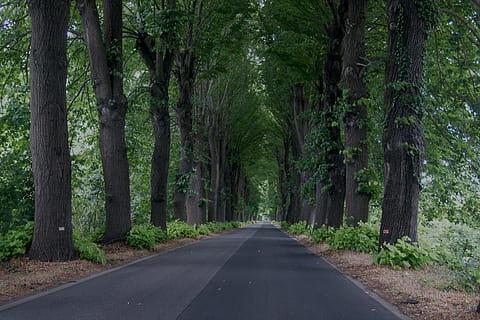 trees, road, distance, viewpoint, nature, landscape, forest HD wallpaper