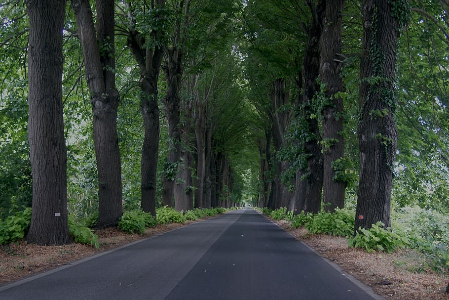 trees, road, distance, viewpoint, nature, landscape, forest HD wallpaper