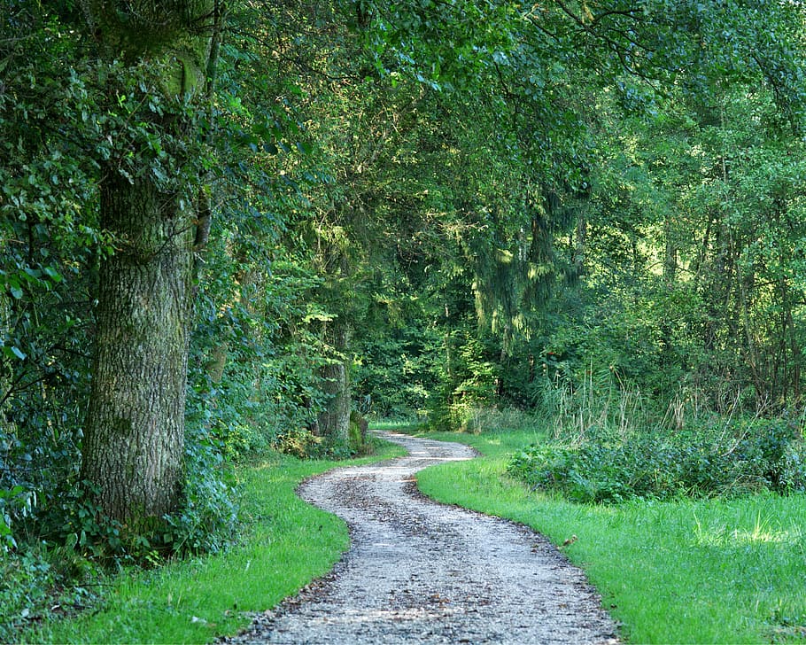 away, forest path, trees, lane, nature, green, hiking, holiday HD wallpaper