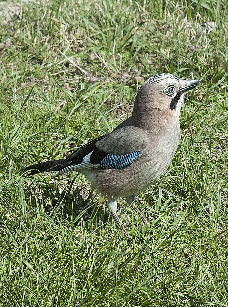 jay, bird, close up, meadow, animal wildlife, one animal, animals in the wild HD wallpaper
