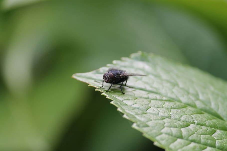 leaf, insect, fly, housefly, nature, animal, macro, close-up HD wallpaper